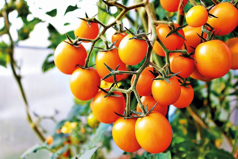 Cherry tomato harvest. Beautiful yellow ripe cherry tomatoes grown in a greenhouse. Yellow cherry tomatoes
