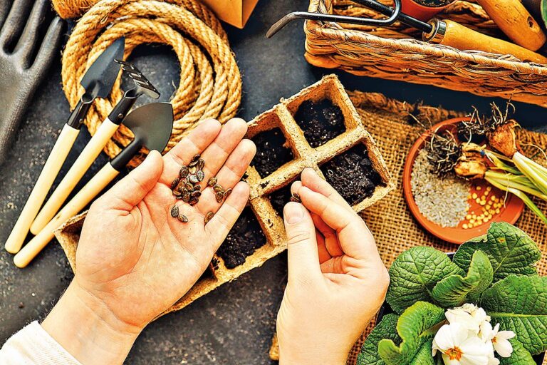 Pokud se zeleninu vysejete do samostatných sadbovačů, můžete ji na záhon vysadit již předpěstovanou.