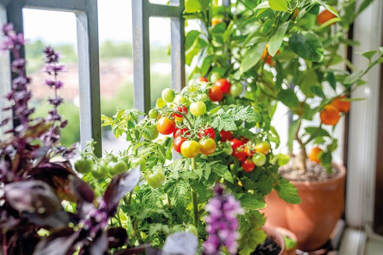 Pěstování vlastní zeleniny je úžasný balzám na nervy.