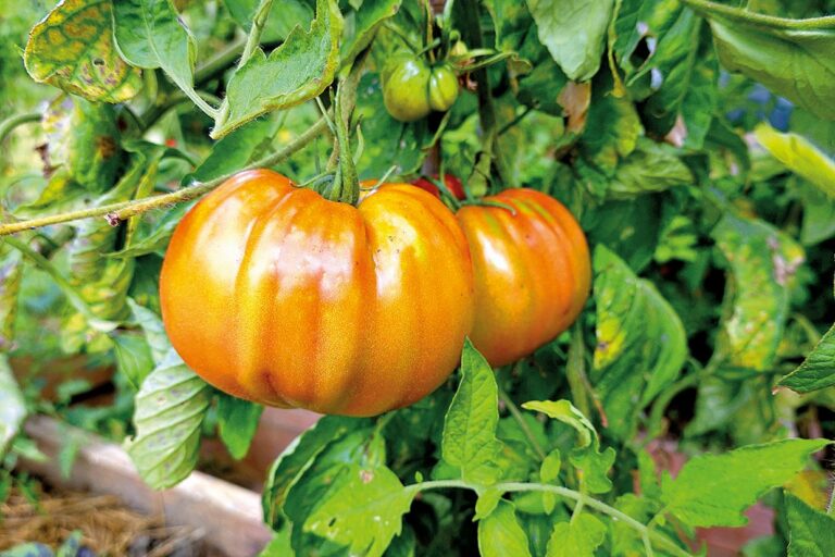 Zajímavé odrůdy tyčkových rajčat: Summer cider - masité velkoplodé, výrazně žluté.