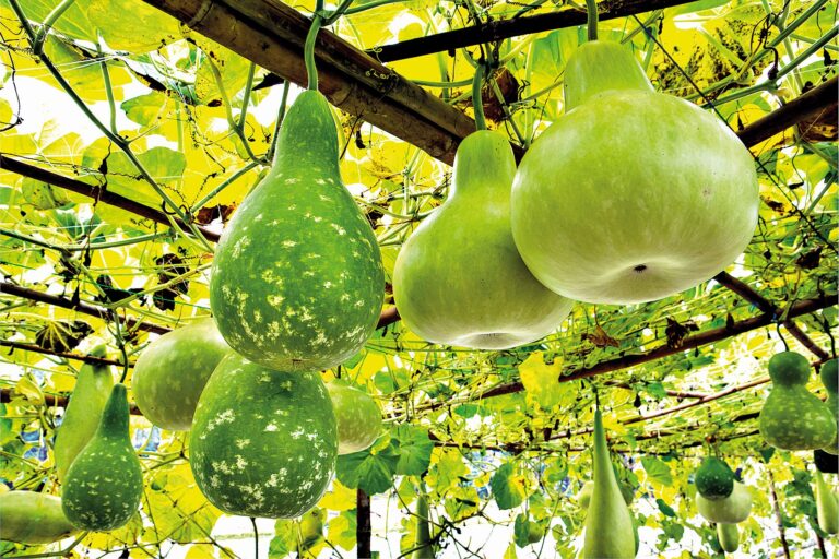 Netradiční alternativy okurek: Kalabasa (Lagenaria siceraria) - Indická okurka má jemnou chuť připomínající cuketu.