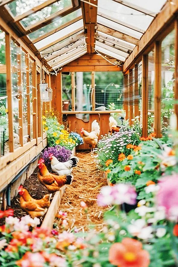 I kurník se dá udělat ze skleníku.