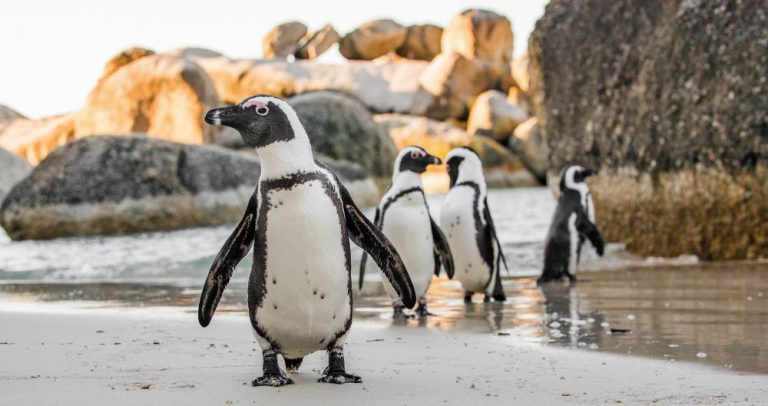 Na Boulders Beach si můžete pohladit tučňáka afrického