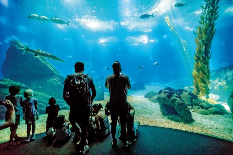 Lisabonské oceanárium okouzlí děti i dospělé. Želvy, žraloci, barakudy....