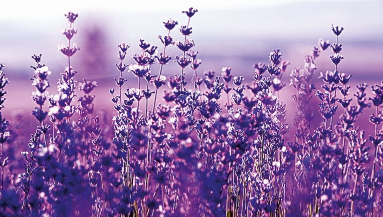 Je symbolem francouzské Provence, sluší ale i českým zahrádkám.