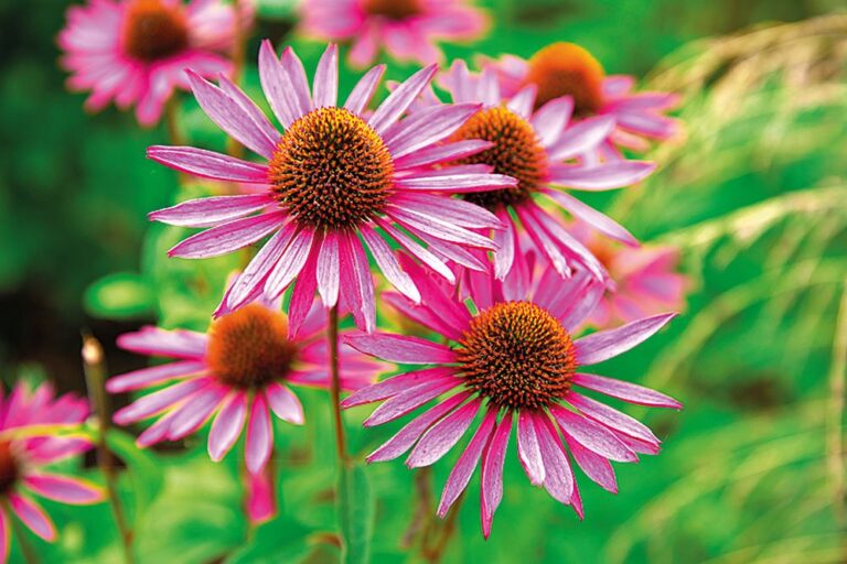 Echinacea pomáhá zvyšovat imunitu.