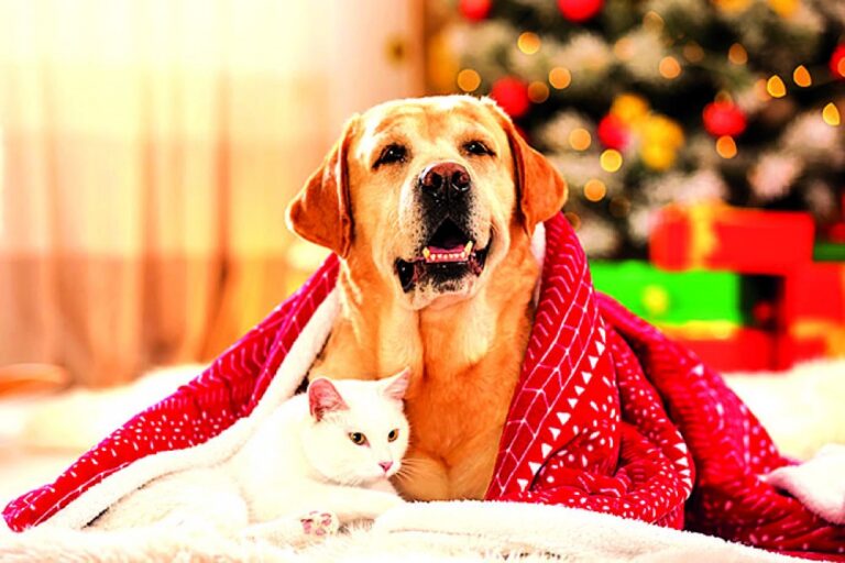 Zapojte je do svého rituálu.