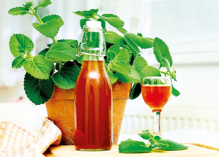 Rýmovník uleví při rýmě, krásně voní a můžete ho pěstovat jako pokojovku.