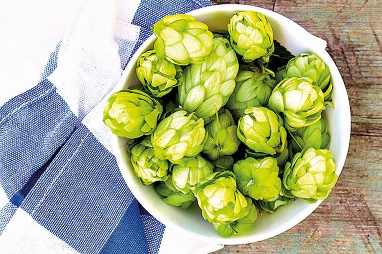 Do koupele můžete přidat i chmel.