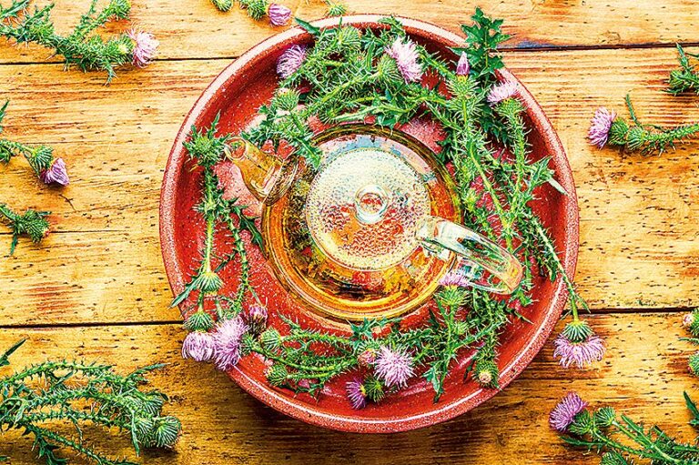 Čaj z ostropestřce mariánského pročistí celé tělo.