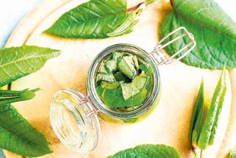 Japonský pohankovník seženete v asijských potravinách.