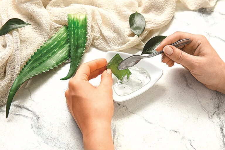 Extrakt z Aloe vera napomáhá hojení.