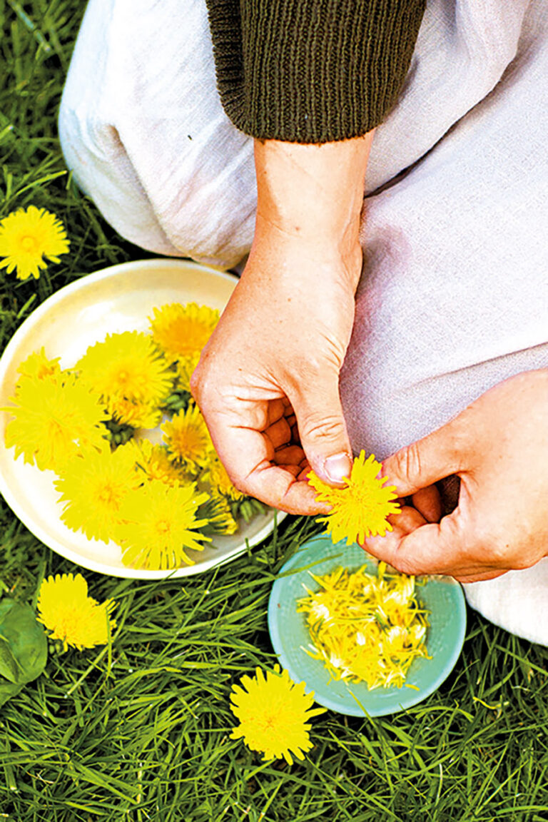 Sbírejte je zásadně jenom za suchého a slunečného počasí.